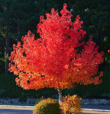Rode herfstverkleuring van de Amberboom